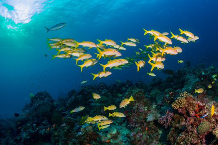 Colorful tropical fish on a coral reef at sunriseの写真素材