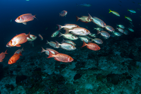 A shoal of Bigeye fish on a coral reef in Thailandの写真素材