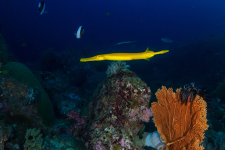 Colorful Yellow Trumpetfish on a tropical coral reefの写真素材