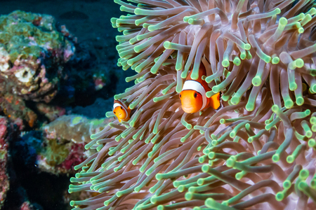 Beautiful Clownfish in their home anemone on a coral reef in the Andaman Seaの写真素材