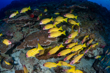 A school of colorful Blue-Stripe Snapper amongst hard coral on a tropical reefの写真素材