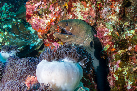 Giant Moray Eel on a tropical coral reefの写真素材