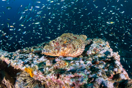 Scorpionfish on an underwater shipwreck in a tropical oceanの写真素材