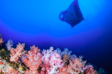 A huge Oceanic Manta Ray (Manta birostris) swimming over a colorful tropical coral reef (Black Rock, Mergui, Myanmar)の写真素材
