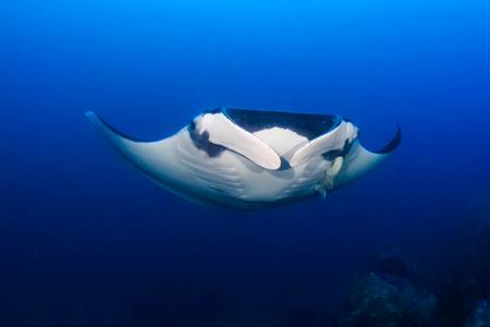 Huge Oceanic Manta Ray (Manta birostris) in a blue tropical oceanの写真素材