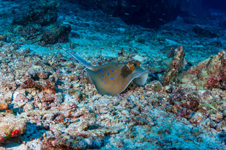Kuhl's Stingray on a sandy seabed near a coral reef