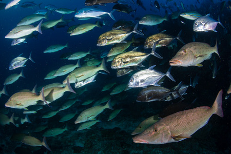 Emperor and Trevally hunting on a tropical coral reef at dusk (Richelieu Rock, Thailand)の写真素材