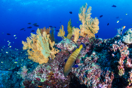 Colorful tropical fish on a coral reef in Thailandの写真素材