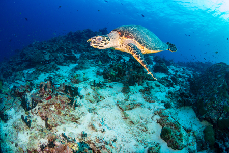 Hawksbill Sea Turtle swimming along a tropical coral reef at sunrise