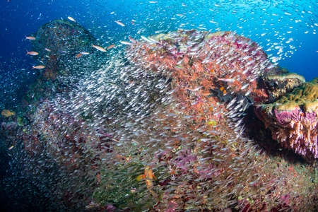 A beautiful, colorful coral pinnacle on a tropical reef (Koh Bon, Similan National Park)の写真素材