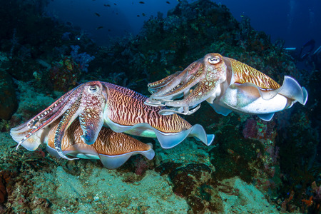 Mating Cuttlefish on a tropical coral reef at sunrise (Richelieu Rock)の写真素材