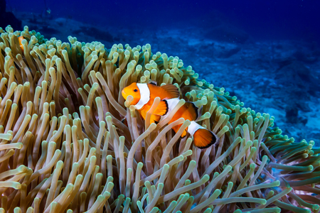 A pair of Clownfish in their home anemone on a tropical coral reefの写真素材