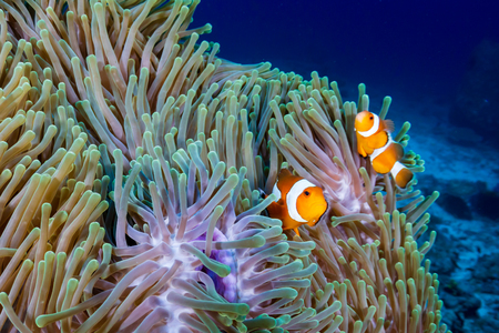 A pair of Clownfish in their home anemone on a tropical coral reefの写真素材