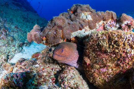 Large Giant Moray Eel in a hole on a colorful tropical coral reef