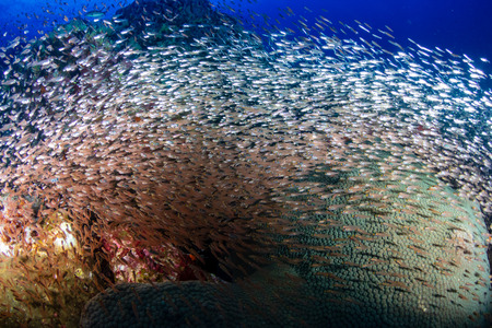 Clouds of Glassfish around hard corals on a tropical reefの写真素材