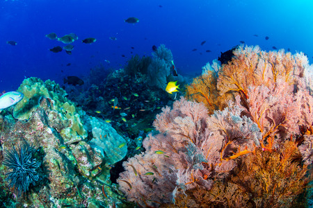 A colorful tropical coral reef sceneの写真素材