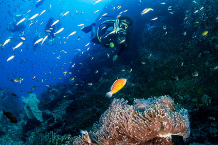 SCUBA diver and a Skunk Clownfish on a tropical coral reefの写真素材