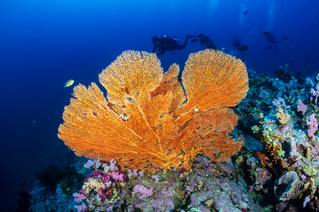 SCUBA diver on a colorful, healthy tropical coral reefの写真素材