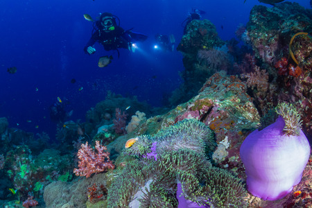 SCUBA divers over a colorful tropical coral reef in Thailandの写真素材