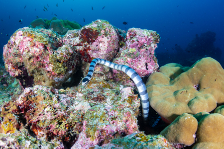 A Banded Seasnake (Sea Krait) on a tropical coral reef in Thailandの写真素材