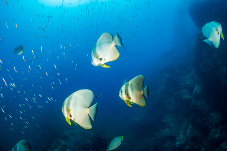 Large Batfish on a tropical coral reefの写真素材