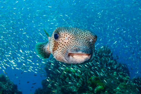A curious Pufferfish / Porcupine fish on a tropical coral reefの写真素材