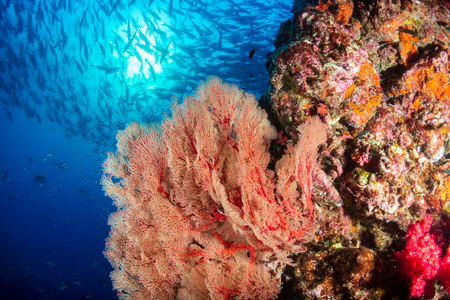 A beautiful, colorful tropical coral reef system in asiaの写真素材