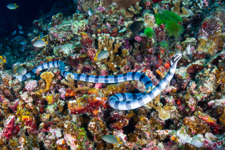 A Banded Seasnake (Sea Krait) on a tropical coral reef in Thailand