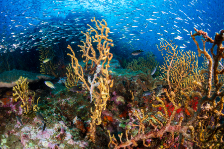 Beautiful Ornate Ghost Pipefish on a tropical coral reefの写真素材