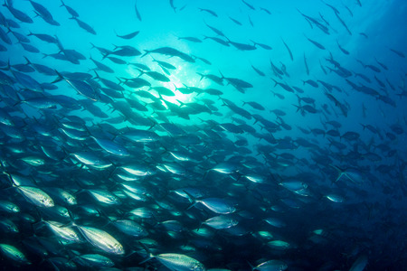 A large school of predatory Jacks in a blue ocean above a tropical coral reefの写真素材
