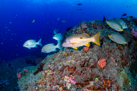 Tropical fish swimming around a beautiful tropical coral reef