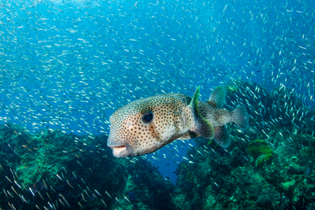A curious Pufferfish / Porcupine fish on a tropical coral reefの写真素材