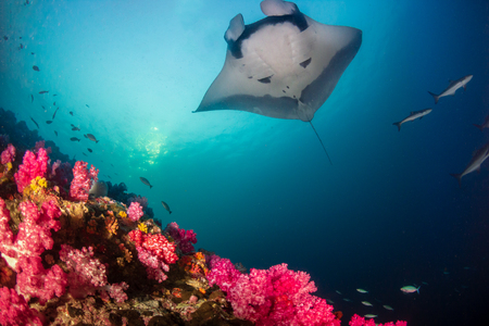 A majestic Oceanic Manta Ray swimming over colorful soft corals on a tropical reef
