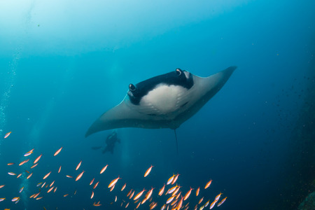 SCUBA divers watching huge Oceanic Manta Rays on a coral reef in Myanmar