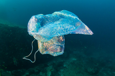 Plastic Pollution - A discarded plastic bag floats above a tropical coral reef in the Andaman Sea (Mergui Archipelago, Myanmar)の写真素材