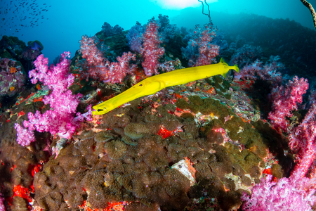 Yellow Cornetfish around colorful soft corals on a tropical reef (Black Rock, Myanmar)の写真素材
