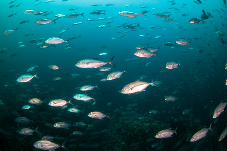 A school of Jacks on a murky tropical coral reef (Black Rock, Mergui Archipelago, Burma)の写真素材