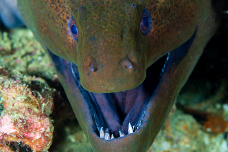 Giant Moray Eel on a tropical coral reef in the Mergui Archipelago, Myanmar