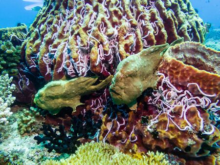 A pair of green Frogfish on a sponge on a tropical coral reef