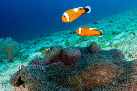 A family of beautiful Saddleback Clownfish (Amphiprion polymnus) in a carpet anemone on a coral reef in Asiaの写真素材