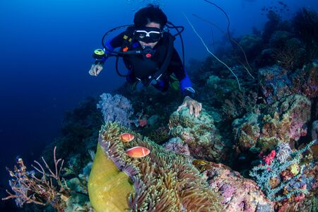 Skunk Clownfish on a tropical coral reef with background SCUBA diver