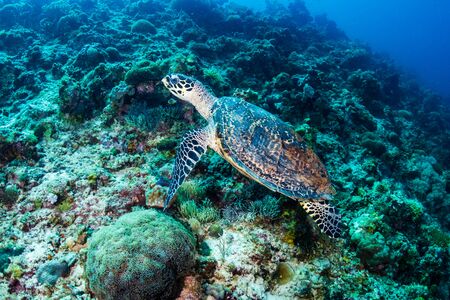 Hawksbill Sea Turtle on a tropical coral reef in the Philippinesの写真素材