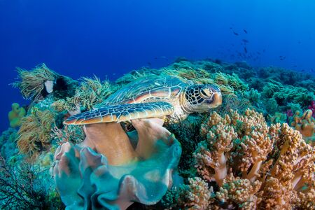 A Green Sea Turtle (Chelonia mydas) on a colorful tropical coral reefの写真素材