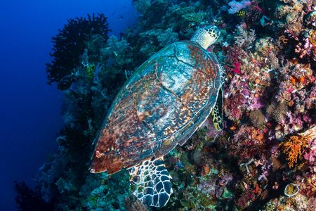Hawksbill Sea Turtle (Eretmochelys imbricata) feeding on a tropical coral reefの写真素材