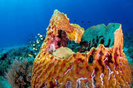 A green Giant Frogfish on a large barrel sponge on a tropical coral reef