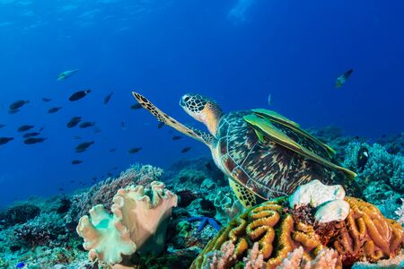 A Green Sea Turtle (Chelonia mydas) on a colorful tropical coral reefの写真素材