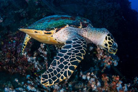 Hawksbill Sea Turtle feeding on the wall of a tropical coral reefの写真素材