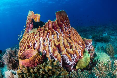 A green Giant Frogfish on a large barrel sponge on a tropical coral reefの写真素材