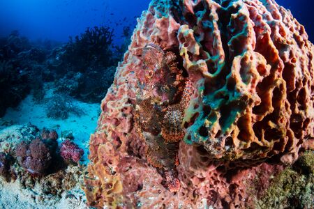 Scorpionfish hiding on a large sponge on a coral reefの写真素材