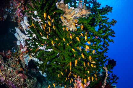 Tropical fish swimming on a healthy coral reefの写真素材